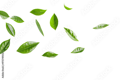 Green leaves float gently in the air isolated on white
