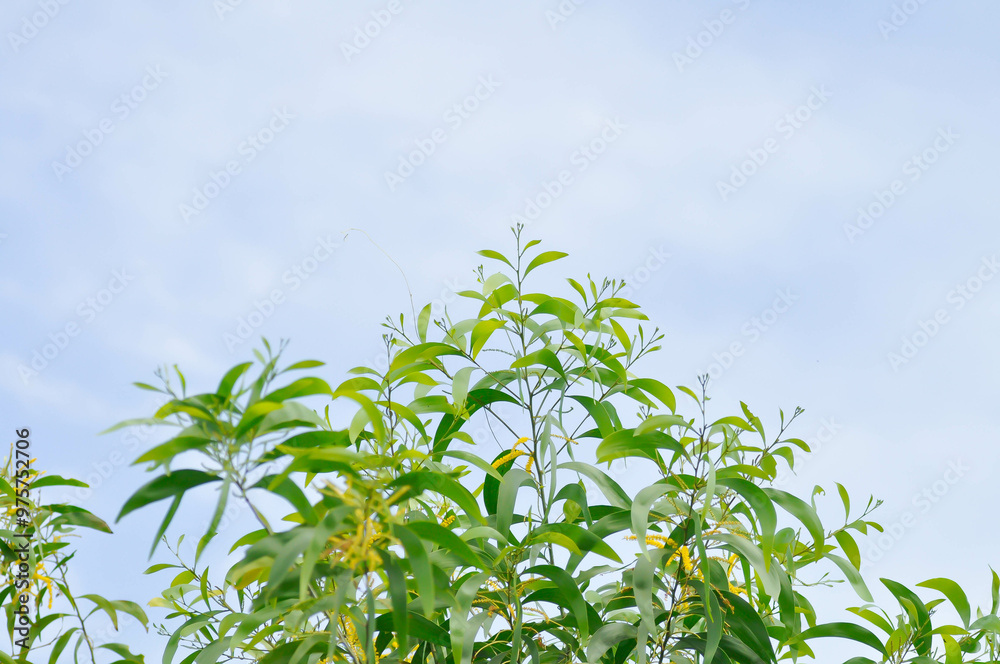 Acacia auriculiformis or Auri, Earleaf acacia or Earpod wattle or Northern black wattle or Papuan wattle or Tan wattle or akas and flower on the tree Acacia auriculiformis or Auri, Earleaf acacia or Earpod wattle or Northern black wattle or Papuan wattle or Tan wattle or akas and flower on the tree