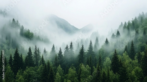 his serene image depicts mist-covered mountains surrounded by lush evergreen trees, with layers of fog cascading through the valleys.