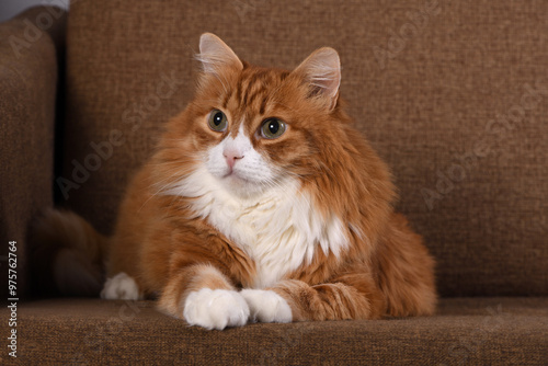 Portrait of an adult ginger cat lying on a brown sofa