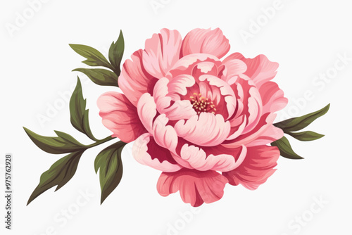 Elegant pink peony illustration
