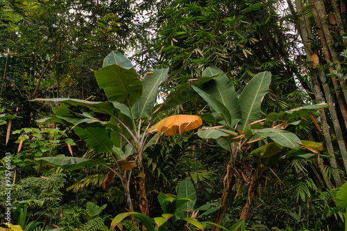 Lush Tropical Jungle with Banana Leaves