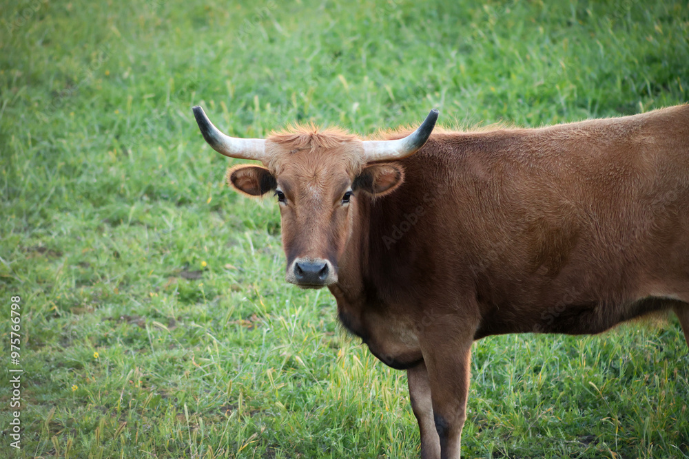 Fototapeta premium Cow in the Field