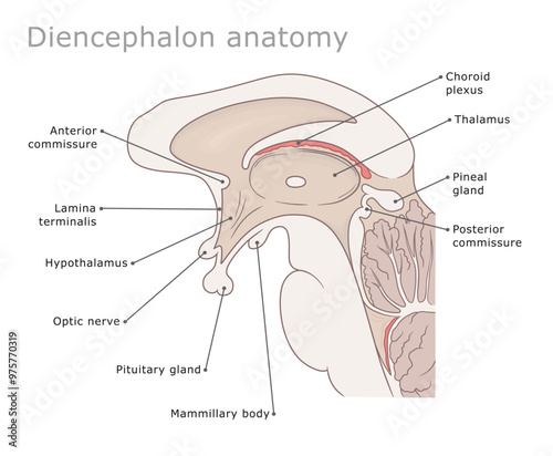 Part of human brain diencephalon medical diagram labeled.Vector illustration. 