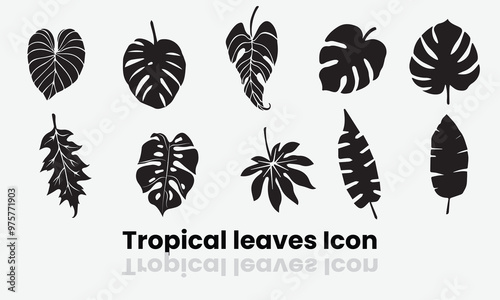 Tropical leaves monstera and palm tree vector set