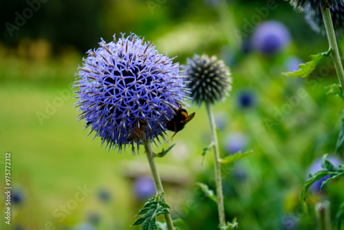 Honey bee on a round purple flower