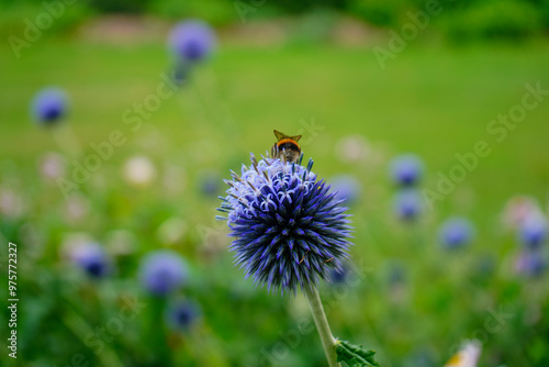 Honey bee on a round purple flower