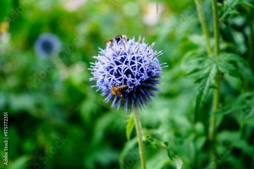 Honey bee on a round purple flower