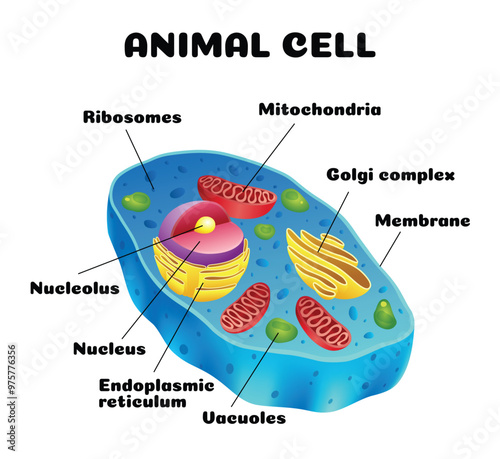 Animal cell anatomy infographics with detailed educative diagram and labelled elements realistic vector illustration