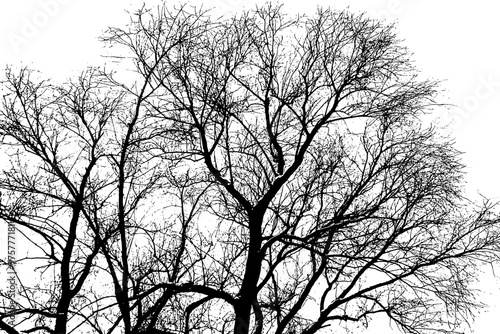 Tree branch silhouette on transparent background