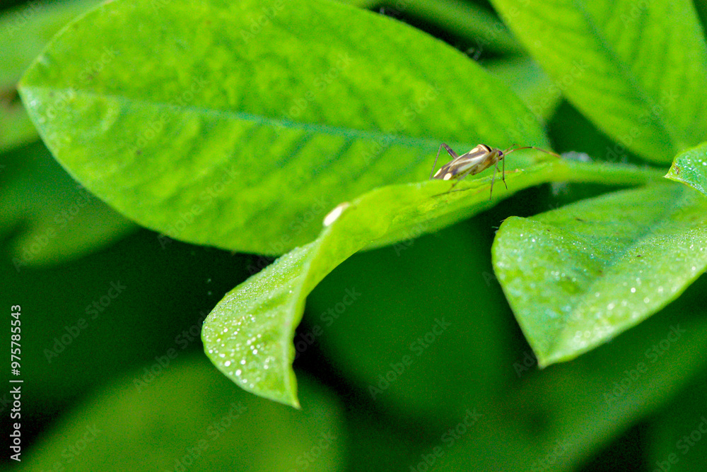 Wild plants, insects, and spiders captured by macro lenses Wild plants, insects, and spiders captured by macro lenses