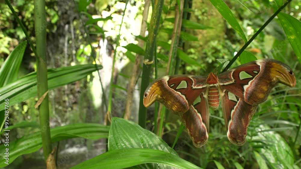 Butterfly waterfall in Ecuador. Wildlife nature. Tropic butterfly in the jungle fores. Rothschildia lebeau, moth butterfly from tropic mountain forest, Insect on flower bloom in the water habitat. 