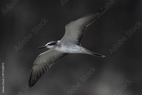 Foto bridled tern or Onychoprion anaethetus, seen at Mumbai coast, Maharashtra, India