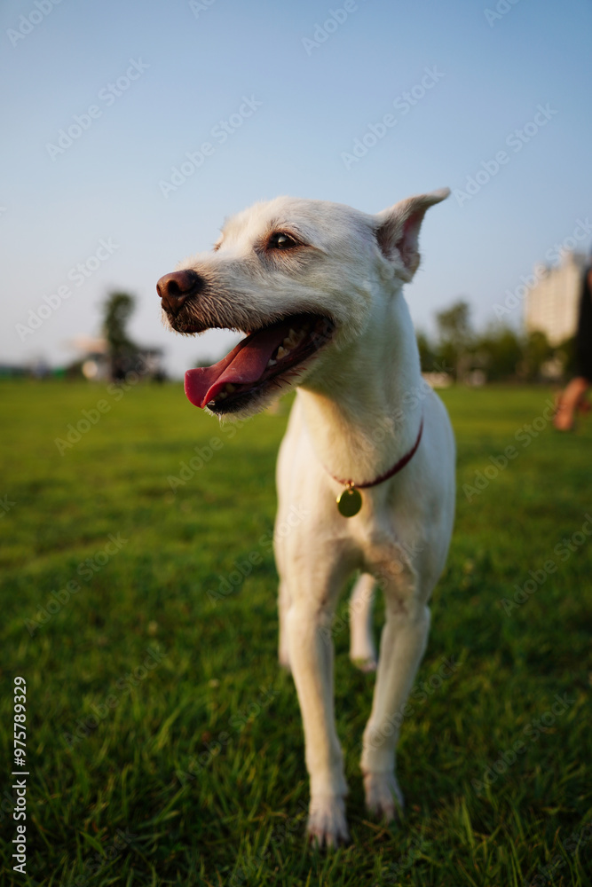 White puppy enjoying a walk on green grass White puppy enjoying a walk on green grass