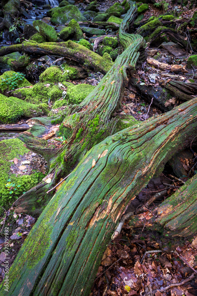 Fototapeta premium Moss-covered fallen trees on a rocky stream bed in a lush forest setting