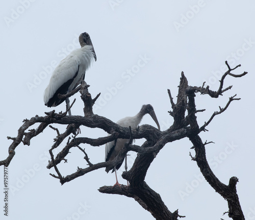 Woot stork in nature photo