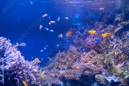 Wallpaper Mural 鳥羽水族館 Torontodigital.ca