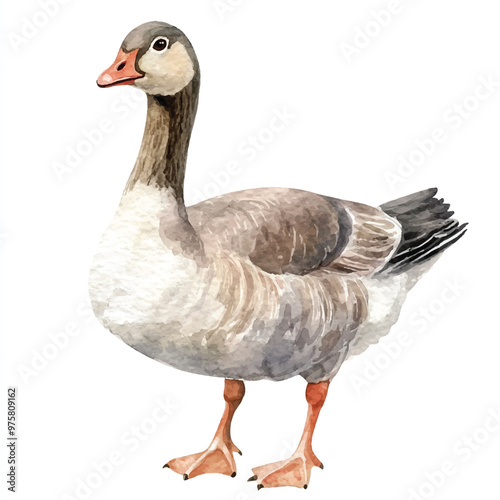 cute Goose watercolor clipart illustration isolated
