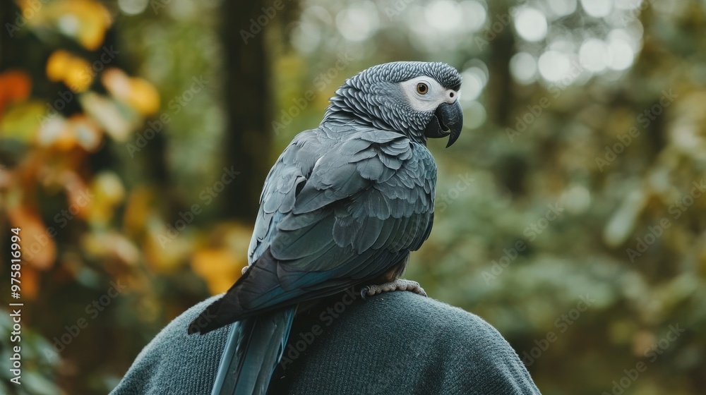 Obraz premium African Grey parrot sitting on a persons shoulder, emphasizing the close bond between bird and owner.