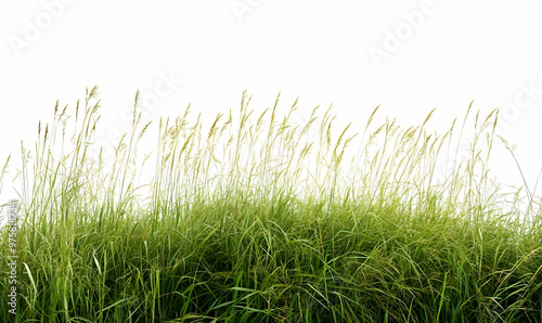 overgrown green grass Isolated from white background with clipping path