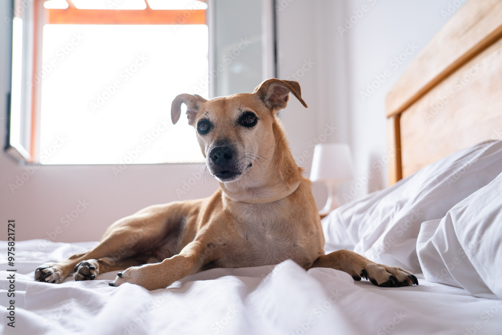 Small brown dog on top of a bed Small brown dog on top of a bed
