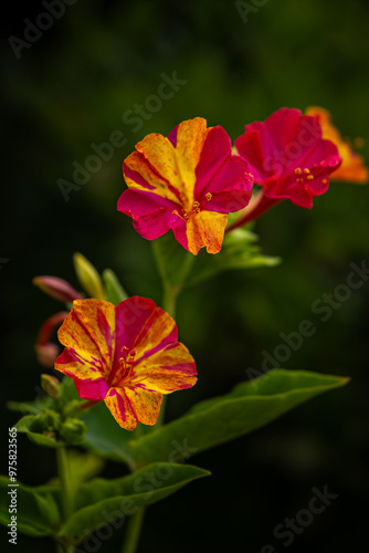 Blooming Mirabilis Jalapa or Four o Clock Flowers. photo