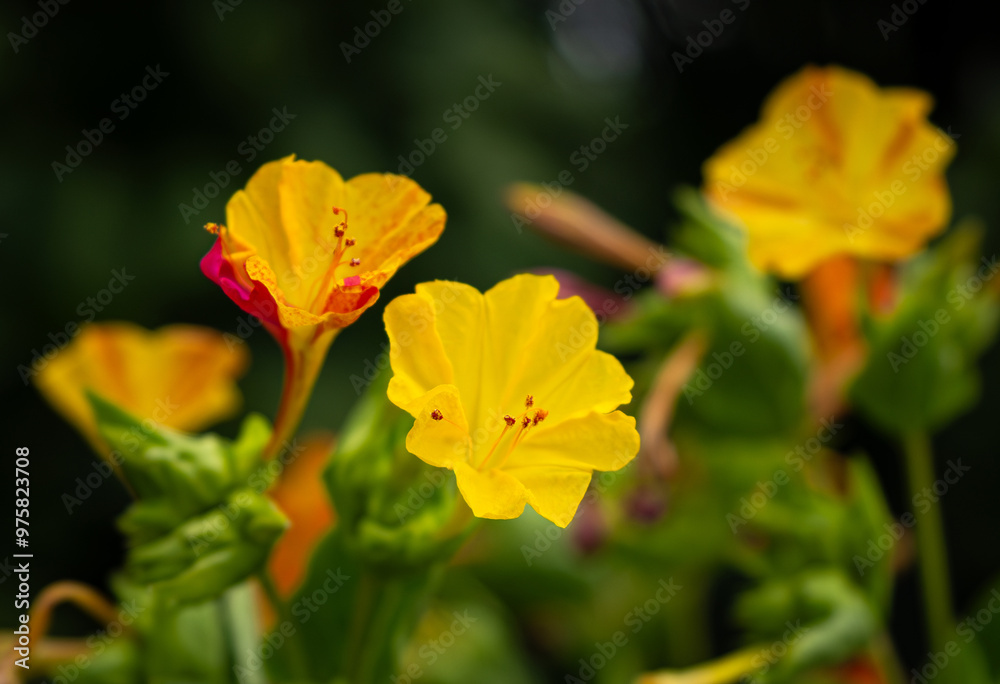 Blooming Mirabilis Jalapa or Four o Clock Flowers. Blooming Mirabilis Jalapa or Four o Clock Flowers.