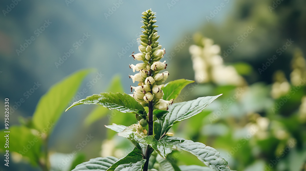Close-up of a Himalayan medicinal plant with its medicinal properties and uses displayed on a descriptive sign Close-up of a Himalayan medicinal plant with its medicinal properties and uses displayed on a descriptive sign