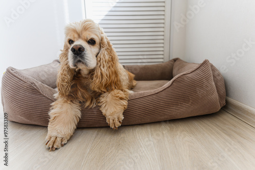 American Cocker Spaniel lying in his dog bed.