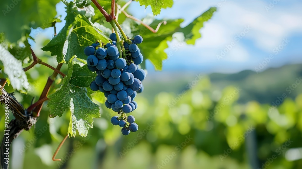A vine bearing ripe grapes against a backdrop of azure sky and verdant grass A vine bearing ripe grapes against a backdrop of azure sky and verdant grass