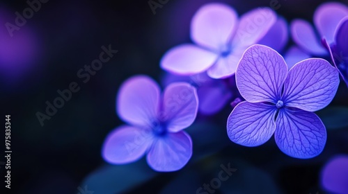  A lush green field teeming with purple flowers