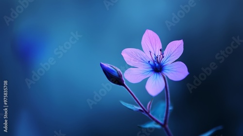  A tight shot of a purple bloom atop its stem against a softly blurred blue backdrop