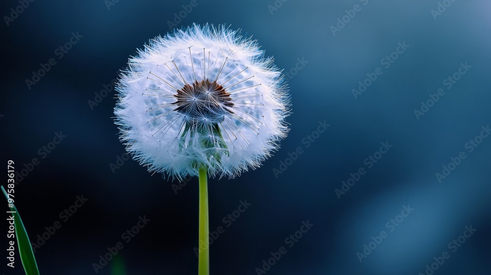 A tight shot of a dandelion against a softly blurred backdrop, featuring an indistinct sky A tight shot of a dandelion against a softly blurred backdrop, featuring an indistinct sky