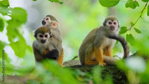 Common squirrel monkey (Saimiri sciureus) mother with baby