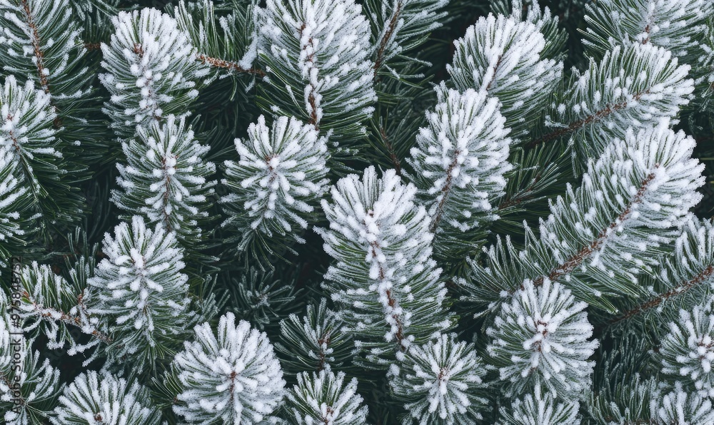 Icy fir needles dusted with snow Icy fir needles dusted with snow