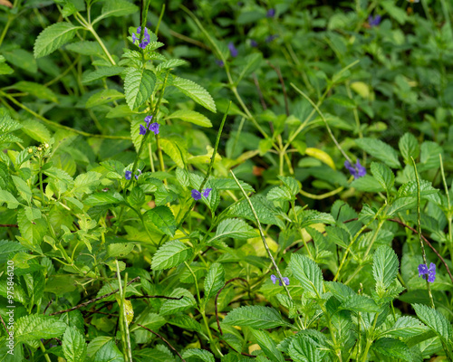 A thicket of hybrid blue porterweed with flower spikes and lush foliage growing in a Florida garden. This is a hybrid of the species. photo