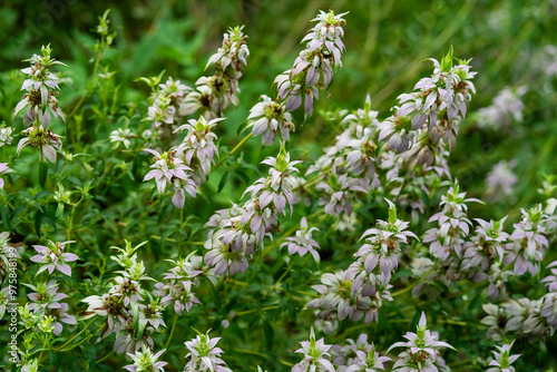 A thick cluster of the flower spikes of Monarda punctata, dotted horsemint. Lavender speckled flowers, bracts, and green foliage. Native to Eastern United States.