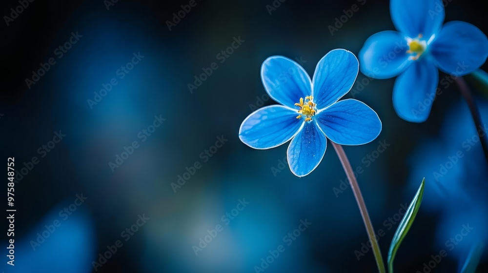  A tight shot of a blue bloom against a softly blurred backdrop to its left