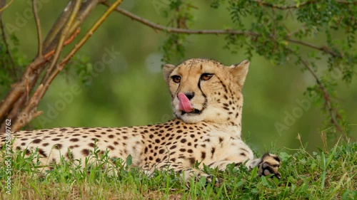 Cheetah (Acinonyx jubatus), big African cat licking itself, showing tongue