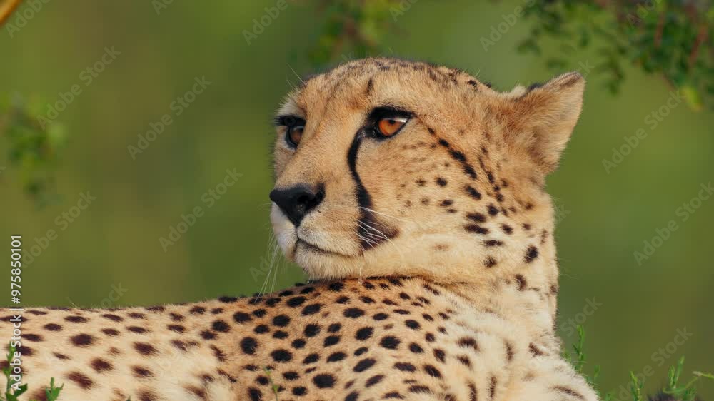 Cheetah (Acinonyx jubatus), big African cat close up portrait