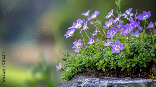  A stone wall blooms purple flowers, topped with moss-grown planter