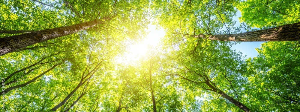 Fototapeta premium The sun illuminates a forest canopy, featuring tall, green trees in the foreground and a vibrant blue sky in the backdrop