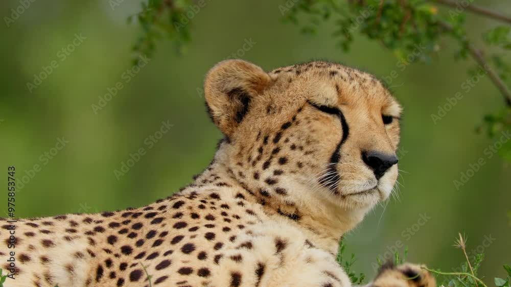 Cheetah (Acinonyx jubatus), big African cat playing, rolling over Cheetah (Acinonyx jubatus), big African cat playing, rolling over