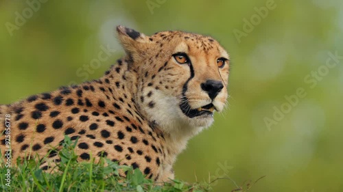 Angry cheetah (Acinonyx jubatus), big African cat showing teeth