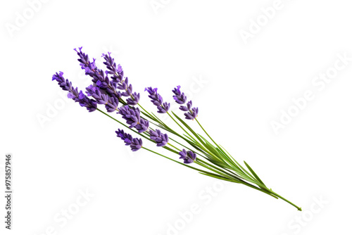 A single lavender flower in full bloom with delicate purple petals and a slender green stem, isolated on a white background