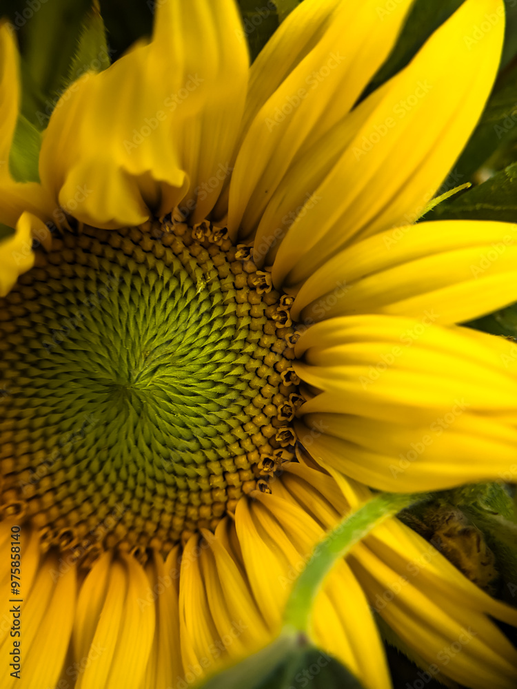 Small sunflower close-up. The heart of the sunflower close up. Beautiful yellow sunflower