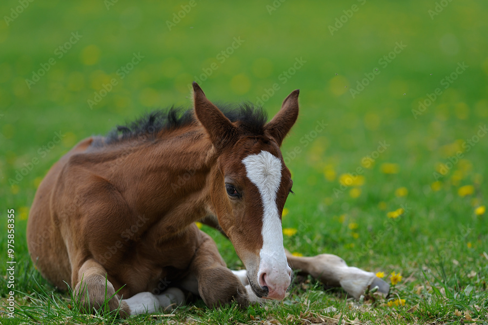horizontal equine image of foal lying down in grass and dandelions spring summer scene colt or filly with white blaze on face and white socks very cute baby horse with room for type fuzzy mane brown horizontal equine image of foal lying down in grass and dandelions spring summer scene colt or filly with white blaze on face and white socks very cute baby horse with room for type fuzzy mane brown