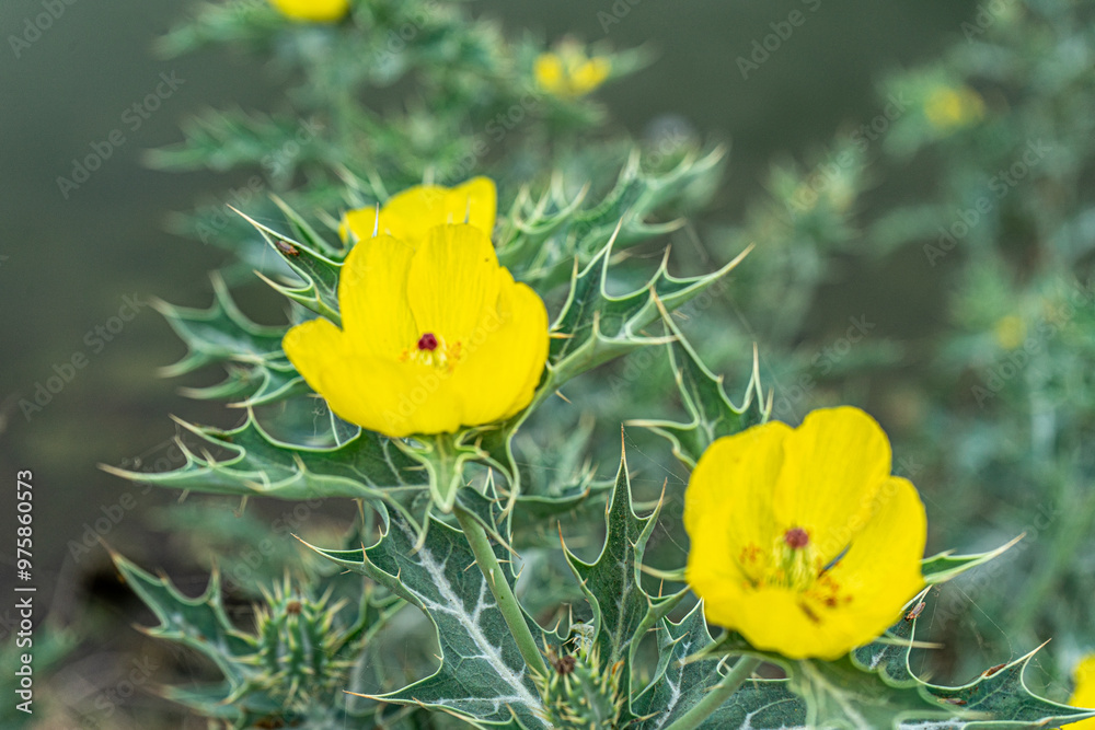 Argemone Mexicana yellow flower prickly poppy. Selective focus.