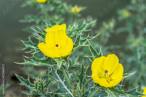 Obraz na płótnie Argemone Mexicana yellow flower prickly poppy. Selective focus. w salonie