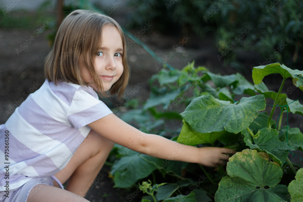 A child collects ripe cucumbers in the garden, harvest A child collects ripe cucumbers in the garden, harvest